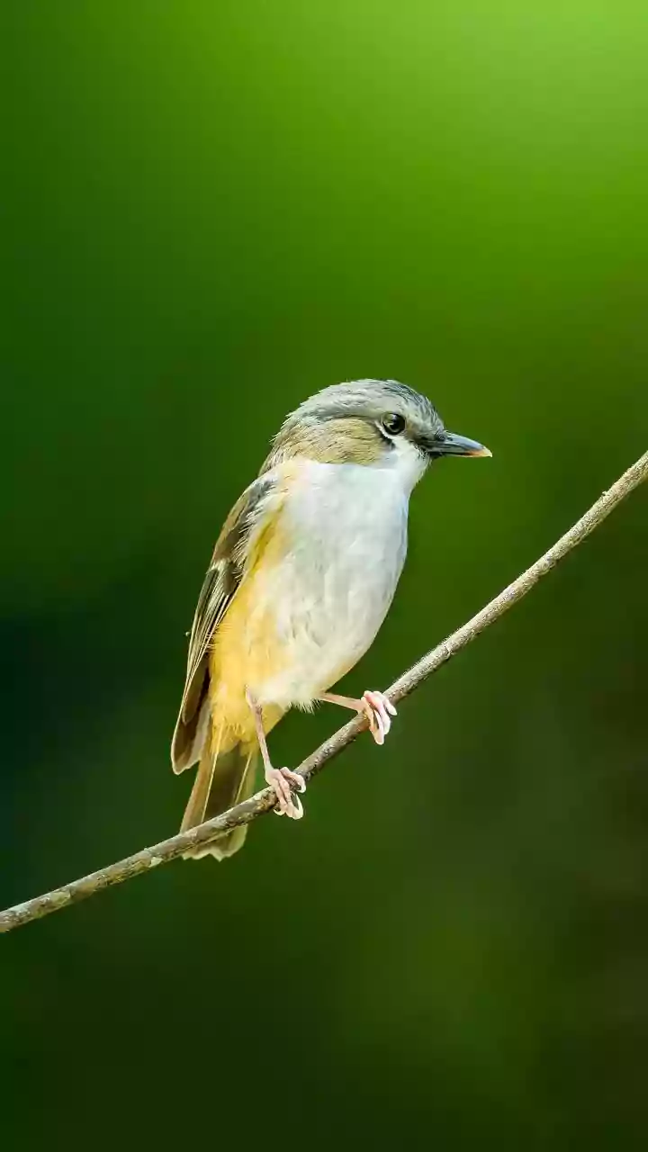 New Report Finds More Than Half of Migratory Bird Species Declining