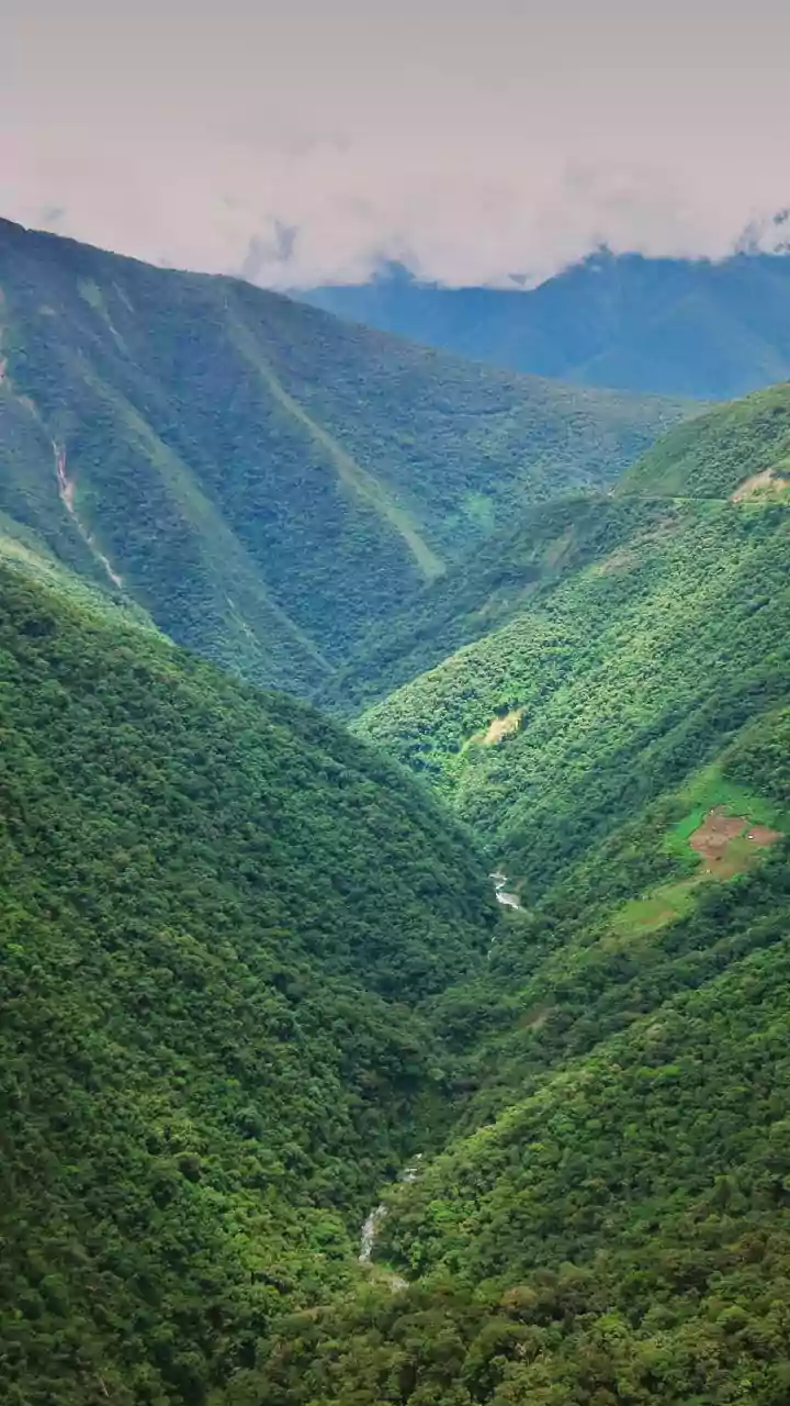 New reed snake species identified in Mizoram