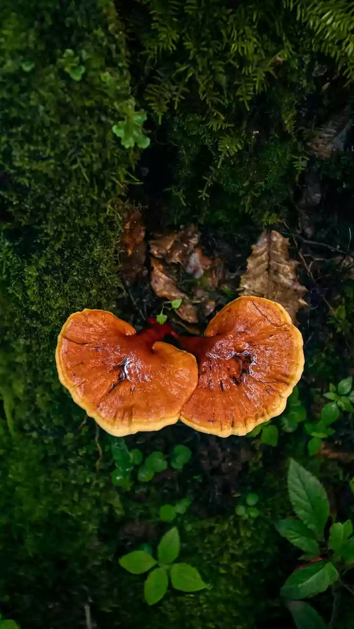 This rare Himalayan fungus costs ₹15 lakh per kilo