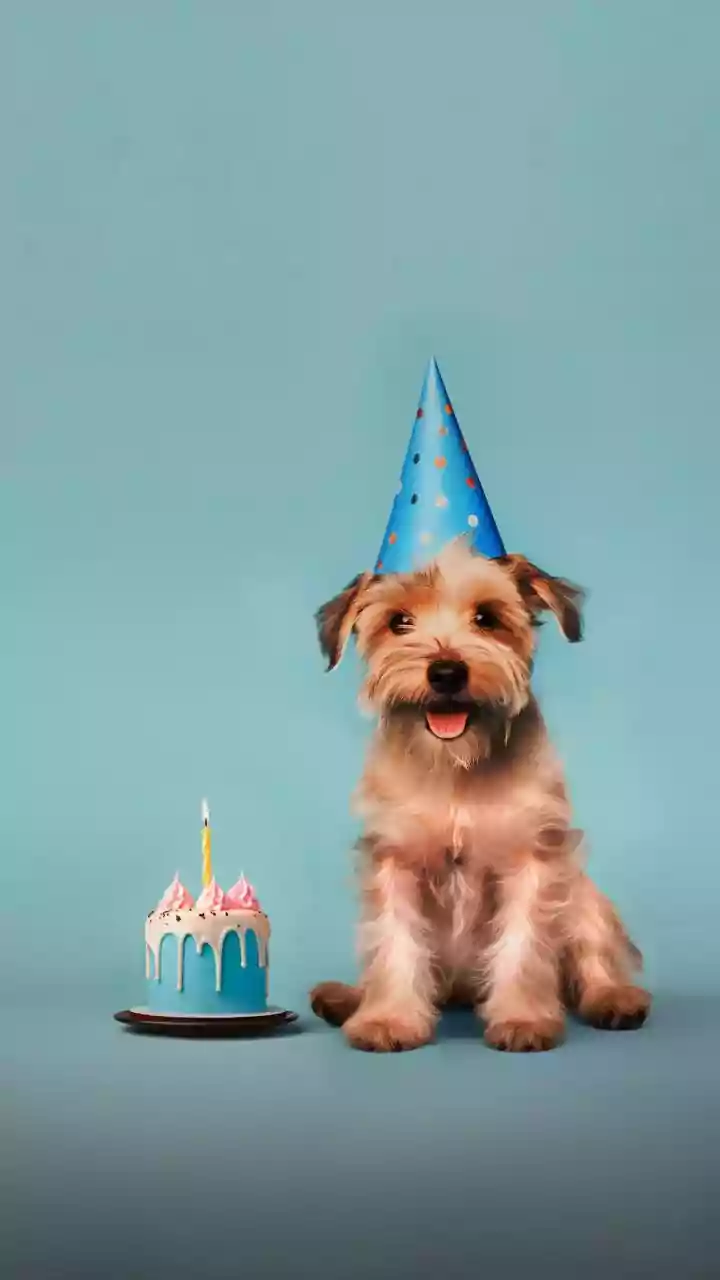 Gen Z Pet Parents Celebrate Adoptaversaries With Organic Cakes Daily