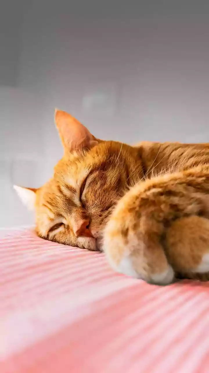 From Students To Professionals, Sleep Timing Research Has Wider Relevance