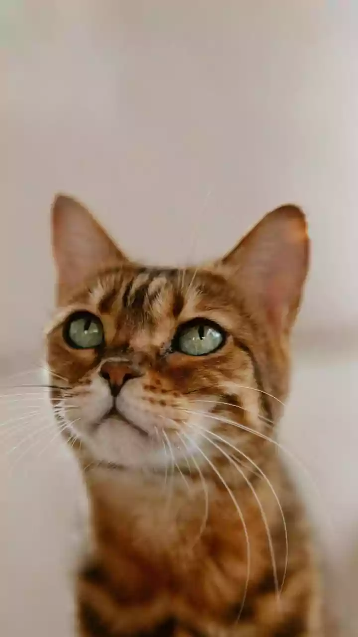 Beyond the Ordinary: 5 Astonishing Cat Colors and Patterns That Defy Belief