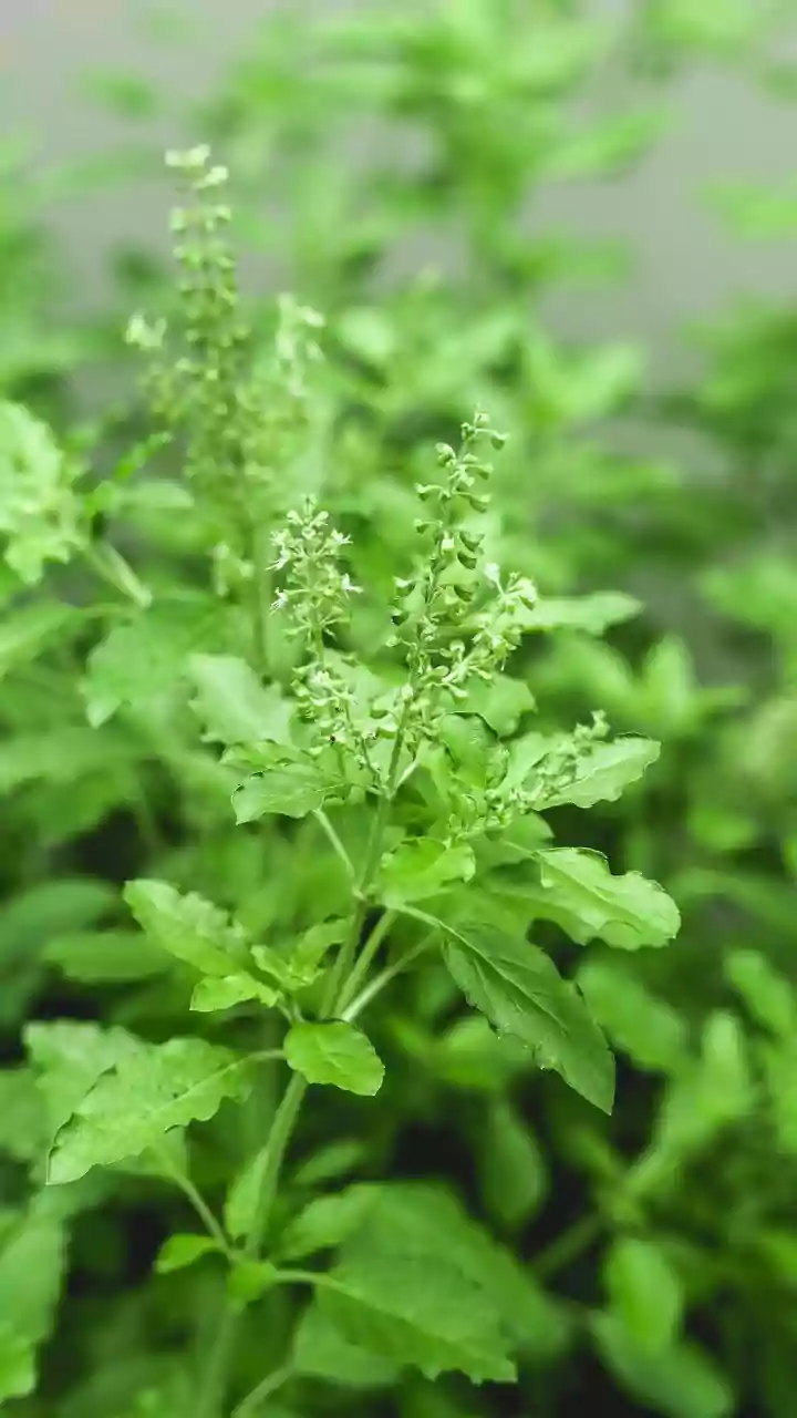 Ayurveda Explains Tulsi’s Power For Seasonal Illness & Positive Energy