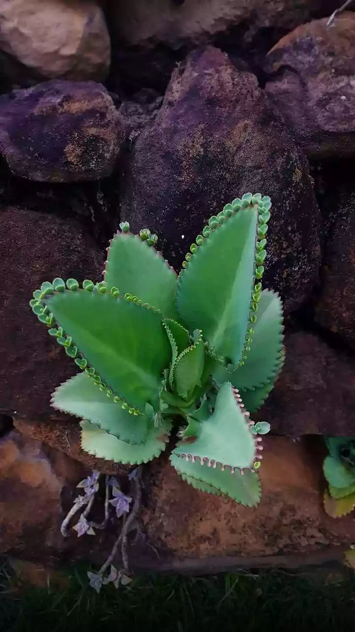The Low-Water Gardening Shift Puts Low-Water Planting Beyond Droughts In Focus At Home