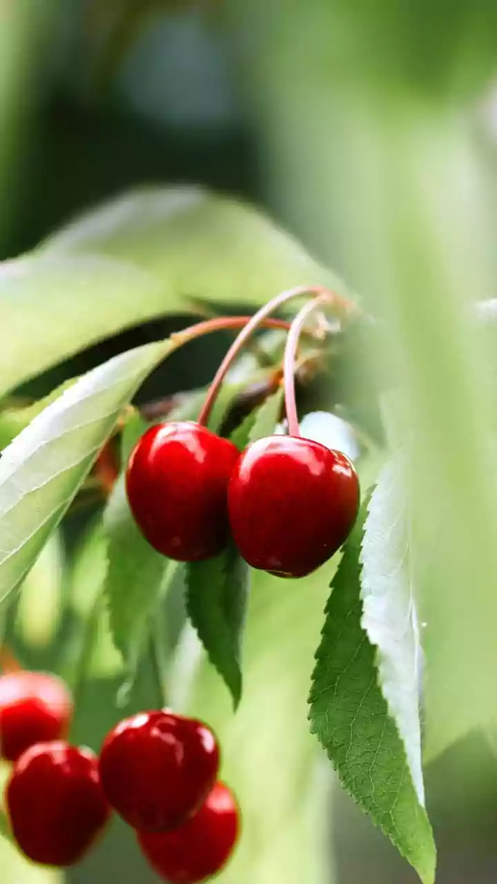 How To Treat Sore Muscles Naturally With Anti-Inflammatory Tart Cherry Juice