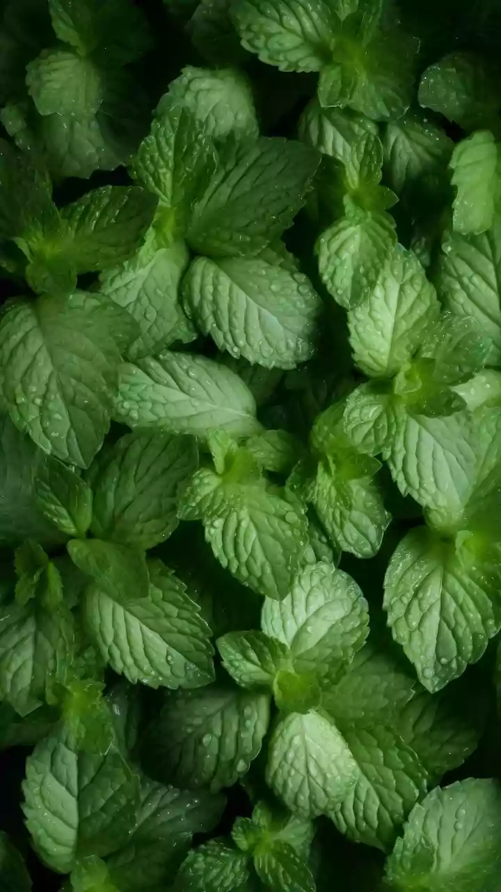What to Consider Before Applying Peppermint Near Skin: Peppermint Compresses