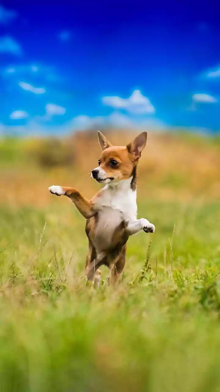 This Dog Has Been Circling A Hanuman Idol For 4 Days. What Does Science Say About It?