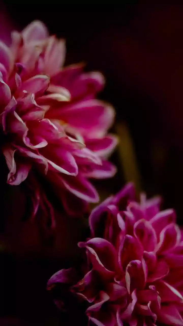 Why Gardeners Love Planting Chrysanthemums And Marigolds In October For Fragrant Indian Autumn Views
