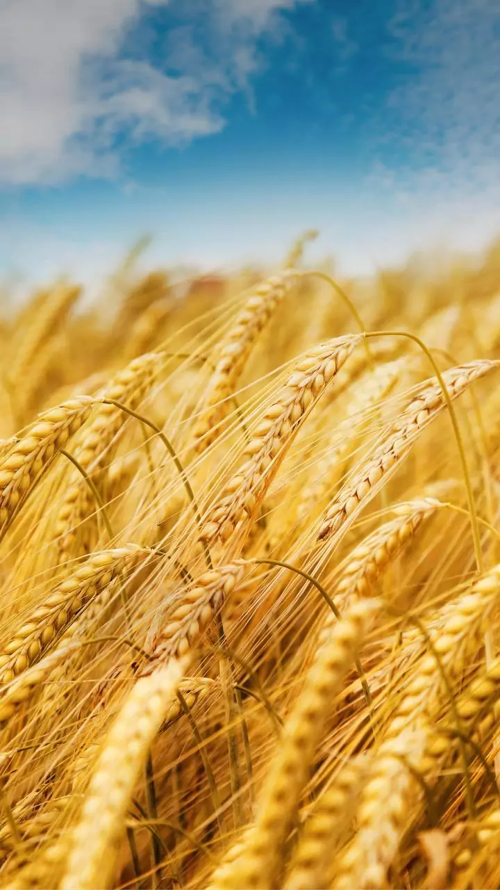 India just broke its own wheat sowing record