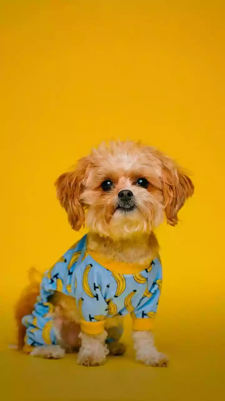 Smaller Indian Cities Are Seeing A New Wave Of Petcare Products And Services