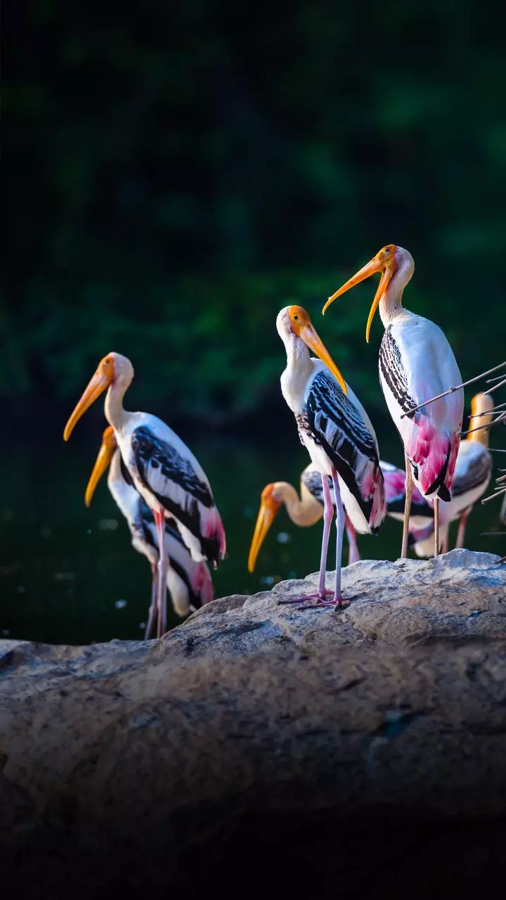 Feathered guests from Himalayan region arrive in Bhitarkanika