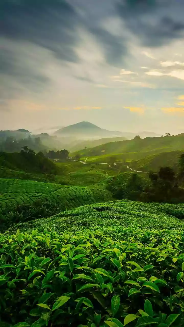Assam's Scenic Monsoon Views Offer A Different Kind Of Holiday Experience