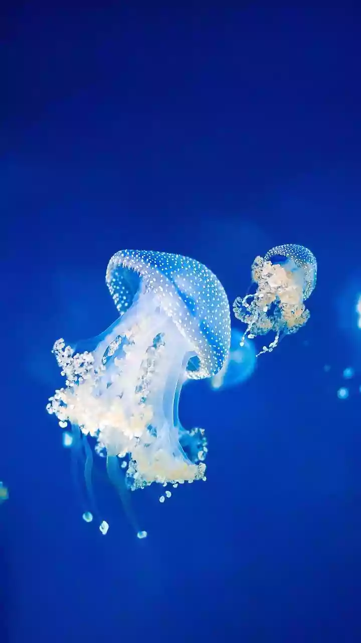 Life Without a Pulse: 7 Amazing Animals Thriving Without Hearts