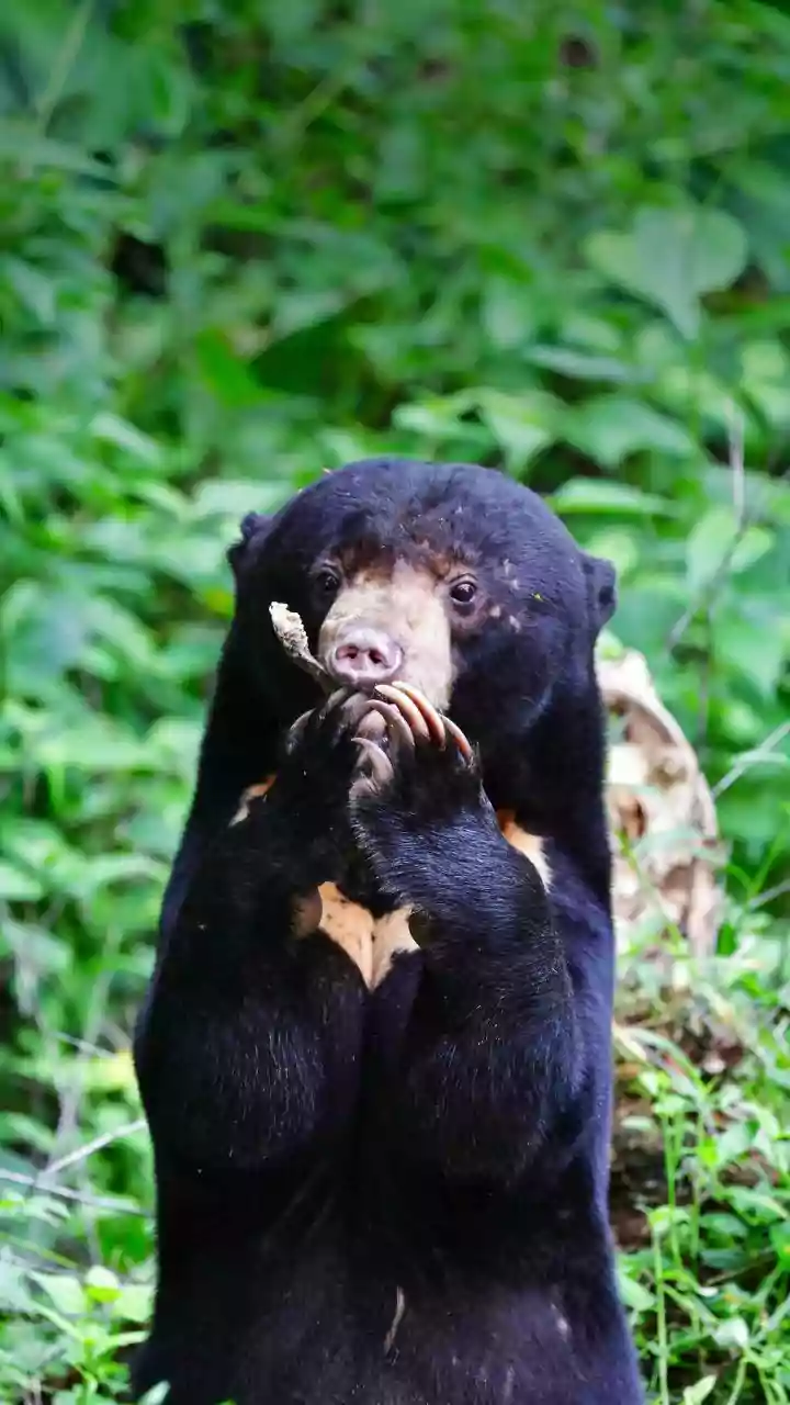 Cop injured in bear attack during anti-Maoist operation in Chhattisgarh