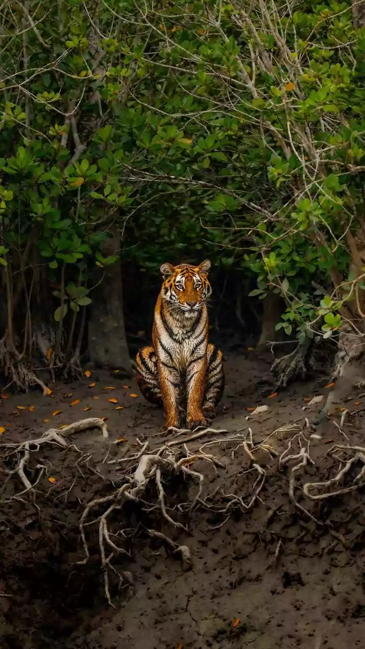 Rain Makes India's Wildlife Parks Feel More Magical