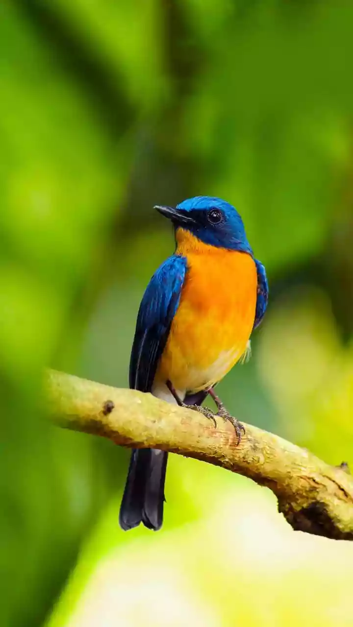 The many amazing benefits of bird-watching hikes