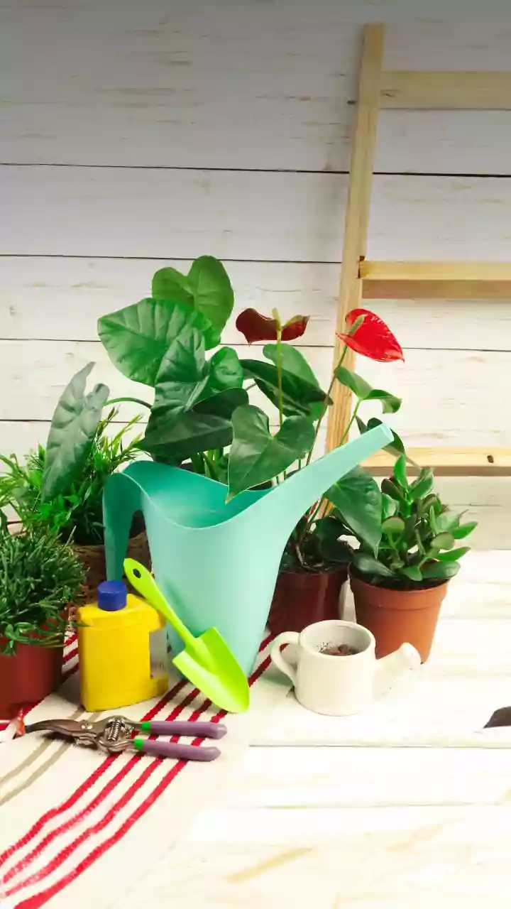 Indoor Plant Guide: Snake Plants, Peace Lilies And Other Greens