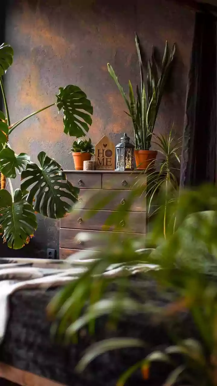 Gloomy Rooms Need Plants, Not More Clutter