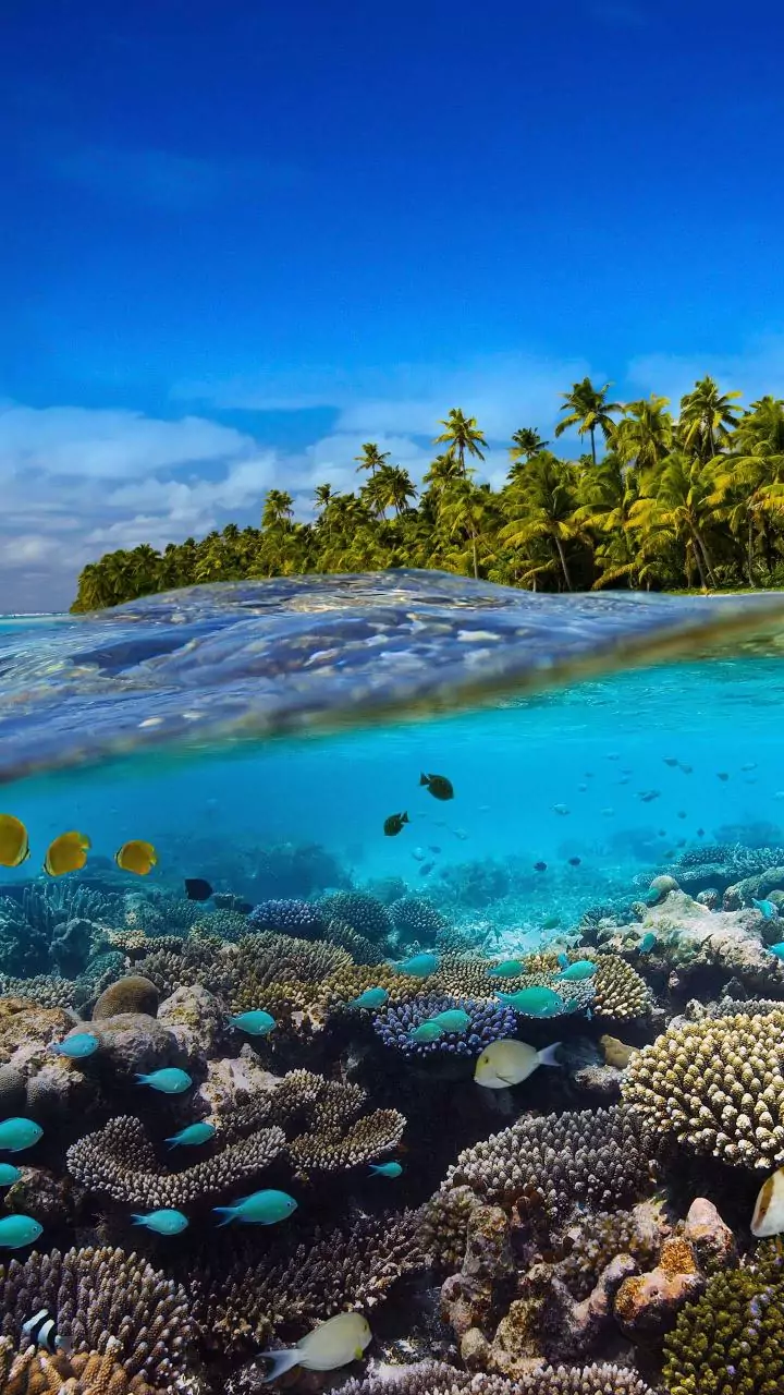 Rewrite to bypass environmental safeguards: Congress on Nicobar's corals 'disappearing' on maps