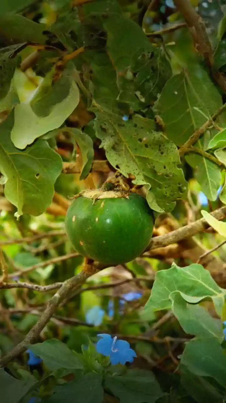 Monk Fruit: The Natural Sweetener Revolutionizing Low-Sugar Diets