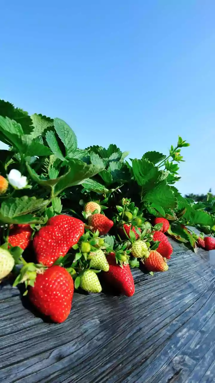 HAU scientists identify strawberry wilt disease