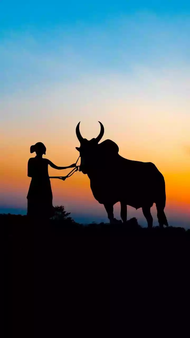 Tamil Nadu To Hold First Jallikattu Of 2026 On January 3 In Thatchankurichi Village