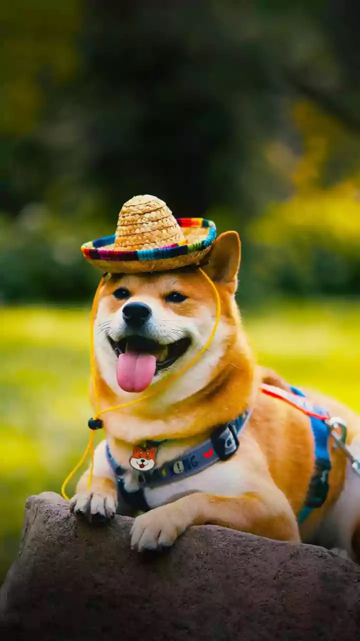 Dogesh Bhai Toty’s 'Revenge Lafda' Is Peak Internet Chaos, Gets Support From Pakistan, Nepal & Beyond