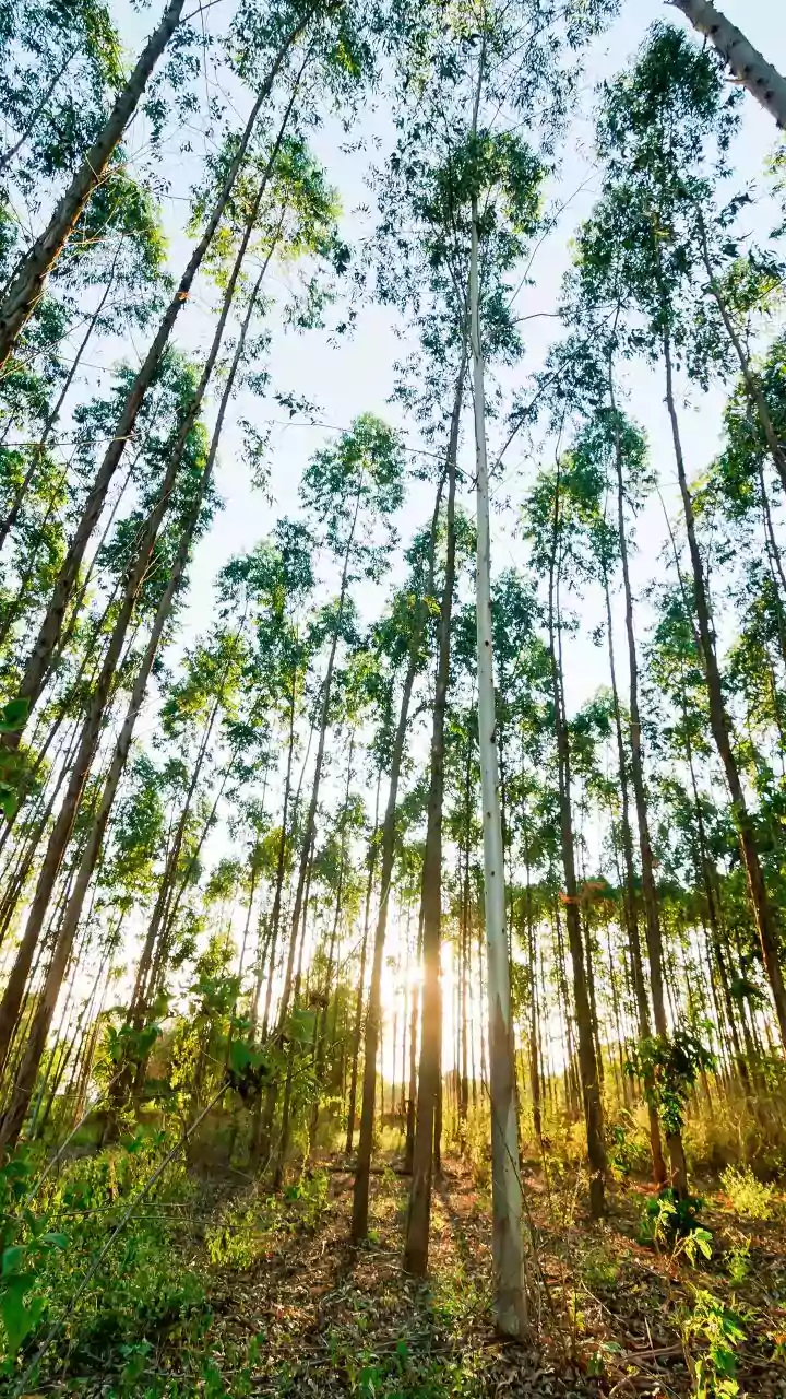 Sandalwood trees illegally cut, removed from Kerala Police Academy