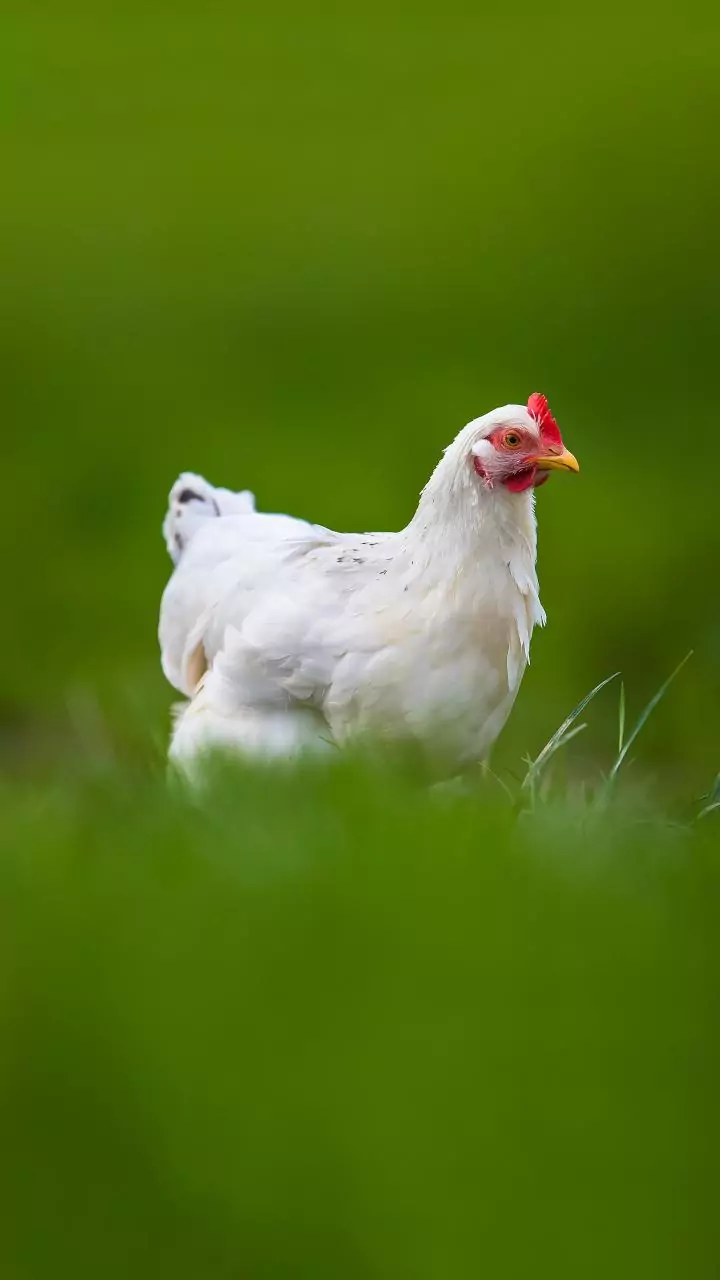 Frango branco ou amarelo: quais as diferenças e qual é a melhor opção de compra?