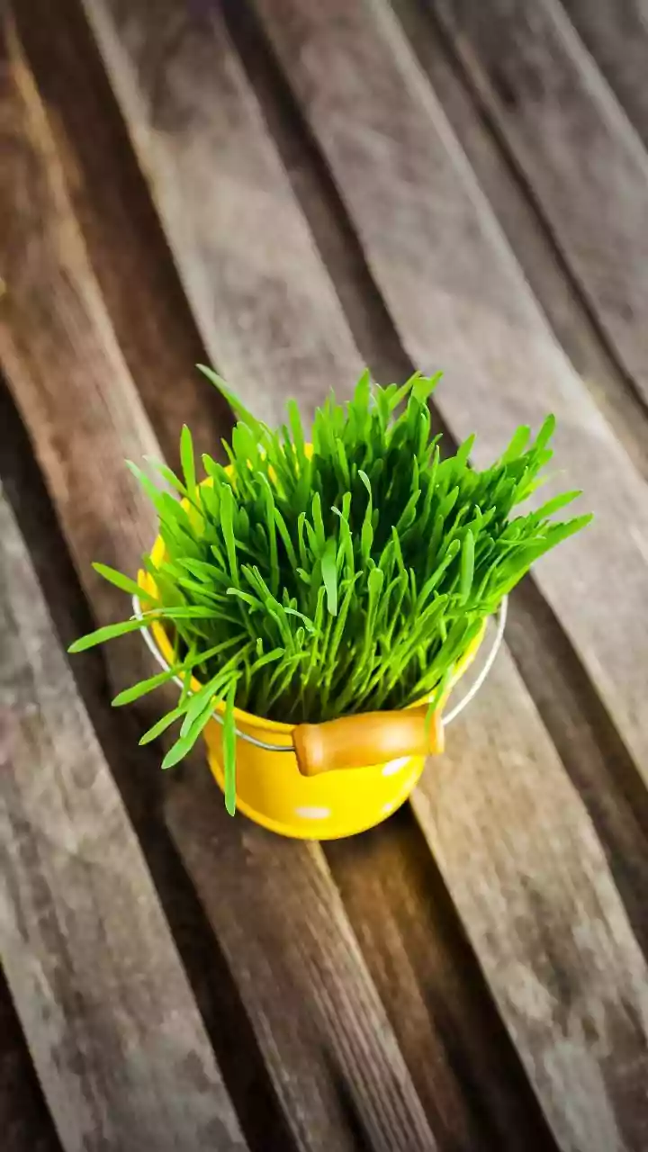 Cultivating Easy Organic Wheatgrass Patches Indoors Keeps Cats Happy Daily