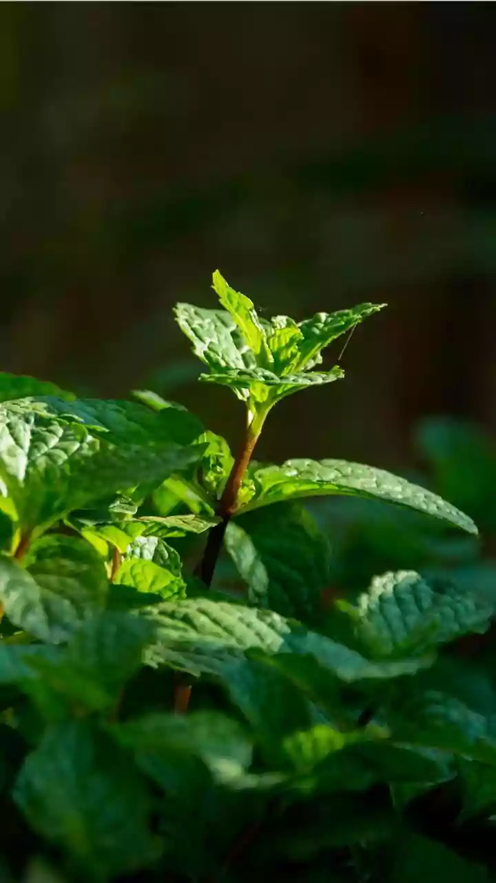 Monsoon Gardening Success Starts With Shade-Tolerant Herbs For Small Spaces
