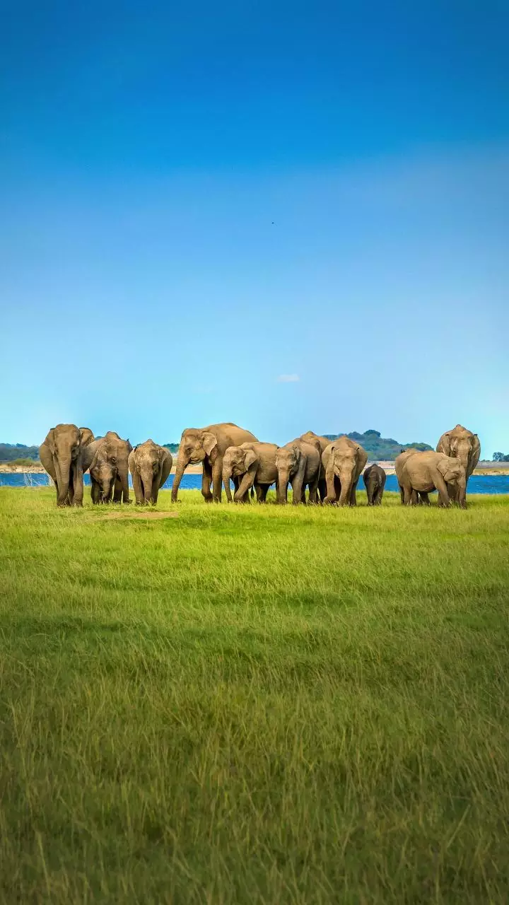 Railways to Use Sound Tech to Save Elephants
