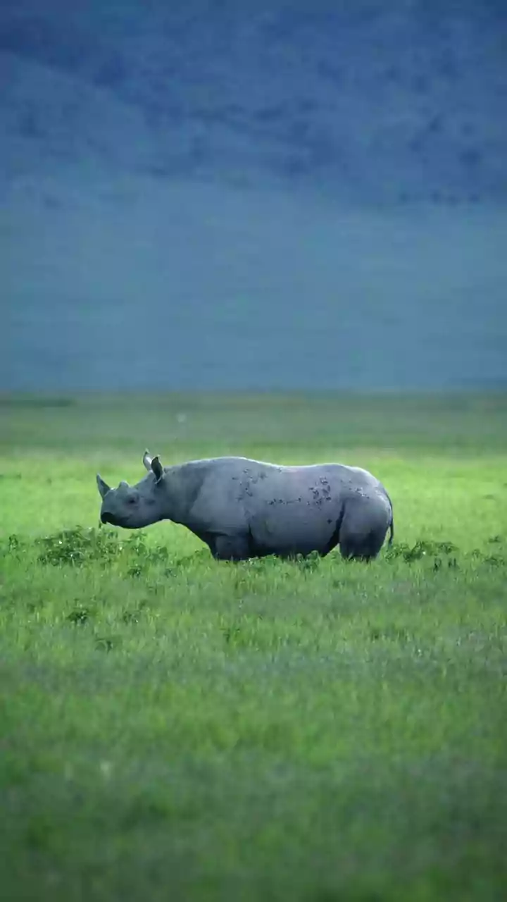 Why Final Eco-Zone Boundaries Matter for Communities Around Kaziranga