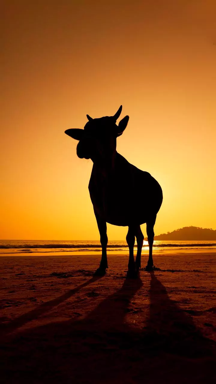 TN celebrates 'Mattu Pongal', pays tribute to cattle