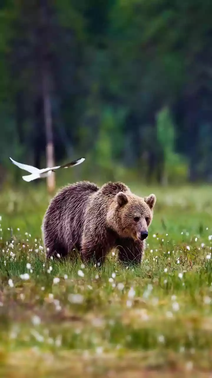 The 186-Species Seed-Dispersal Study: Non-Flying Animals Spreading Plants Explained