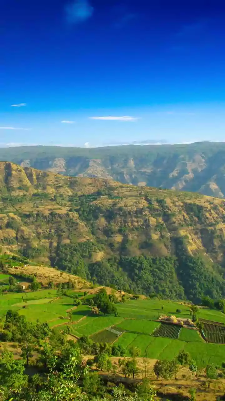 Nashik's Wine Renaissance: Cultivating India's Grape Dream Amidst Evolving Challenges