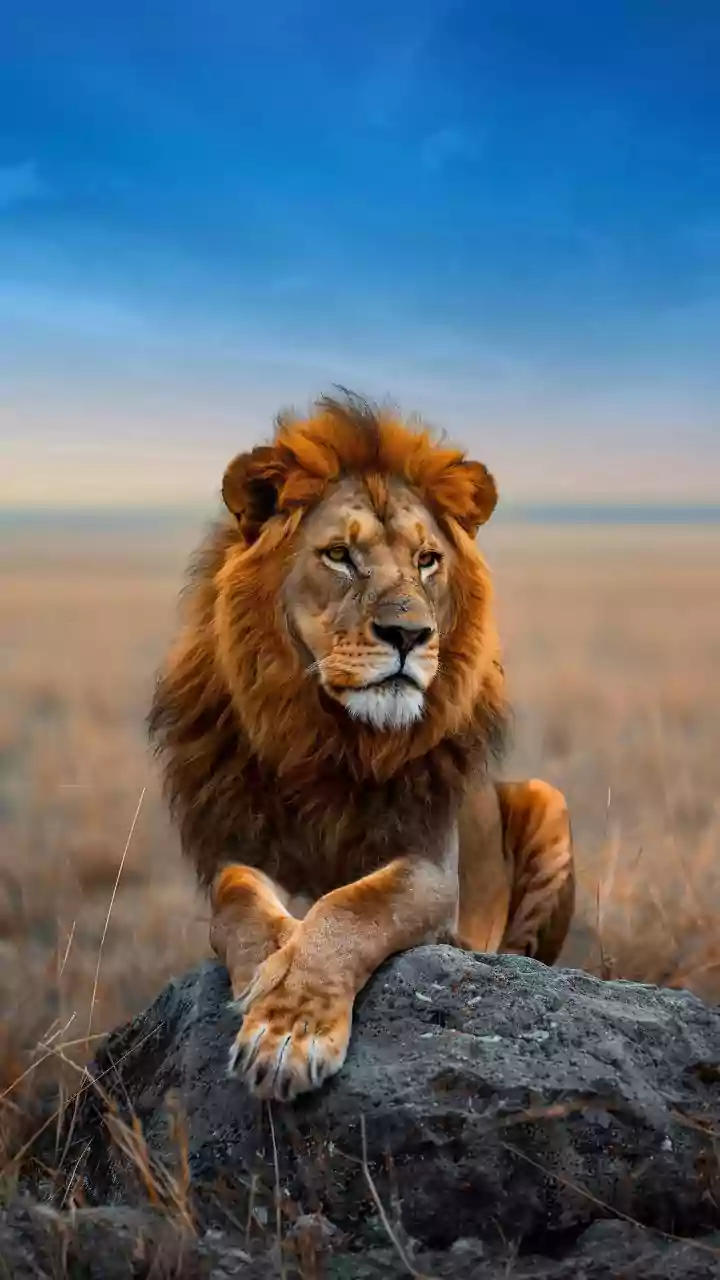 India's Asiatic lions reach 891 as Project Lion expands range