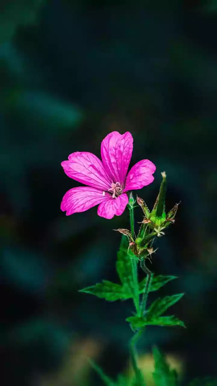 Neelakurinji Bloom In Munnar: The Practical Impact In Focus