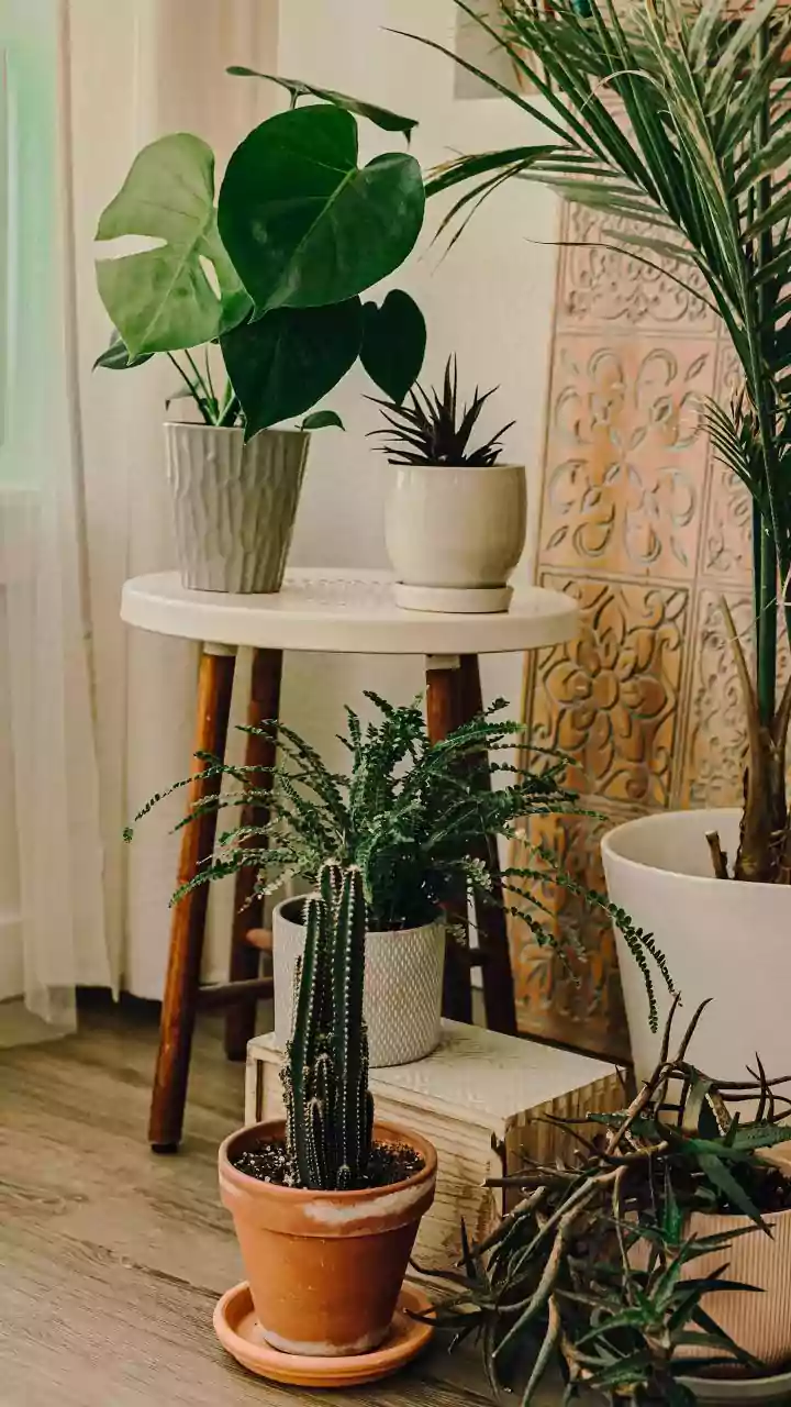 These Easy Tips Keep Houseplants Healthy In The Rain