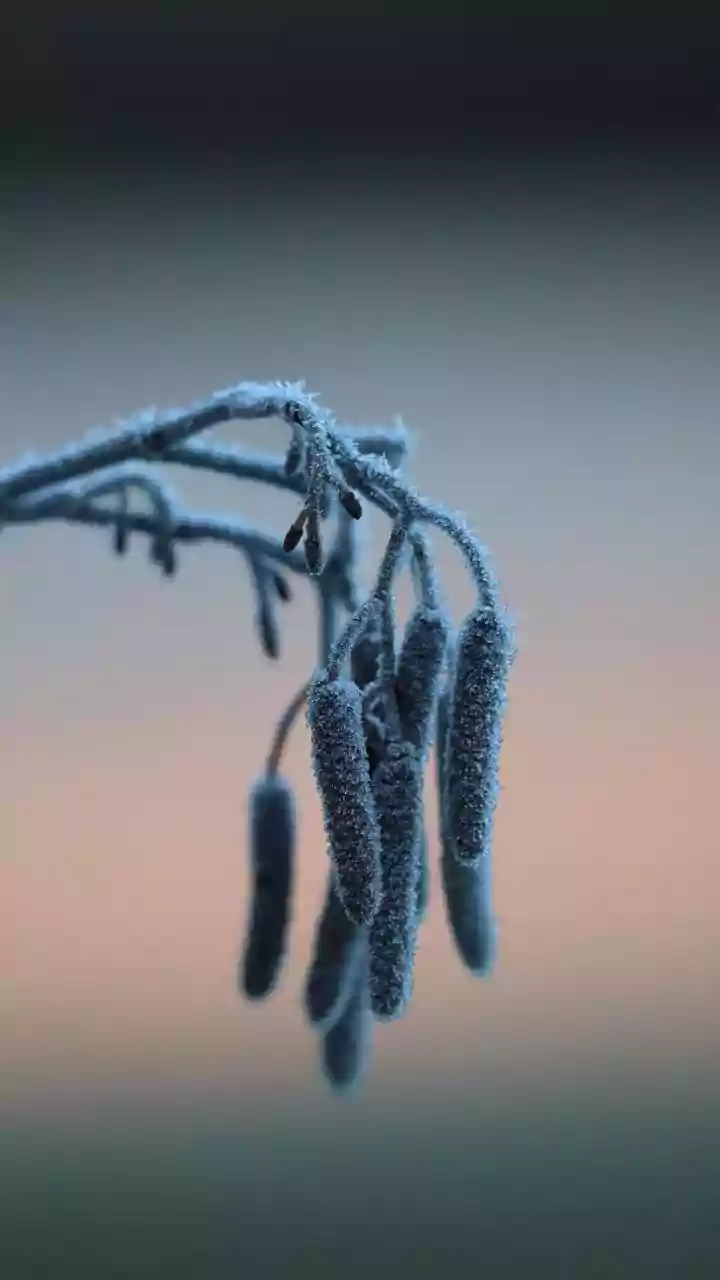 West Bengal: Rare frost blankets parts of Purulia as mercury dips sharply