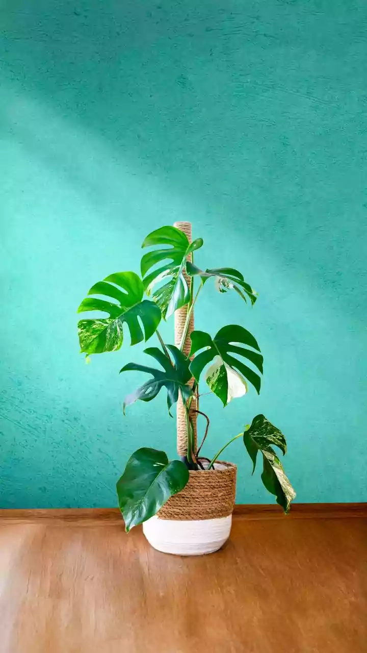 A planta que prospera no outono frio do Brasil