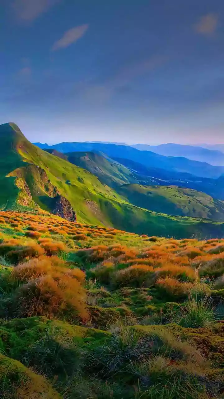 The Nilgiris Protect a Rare Natural Spectacle With Serious Penalties
