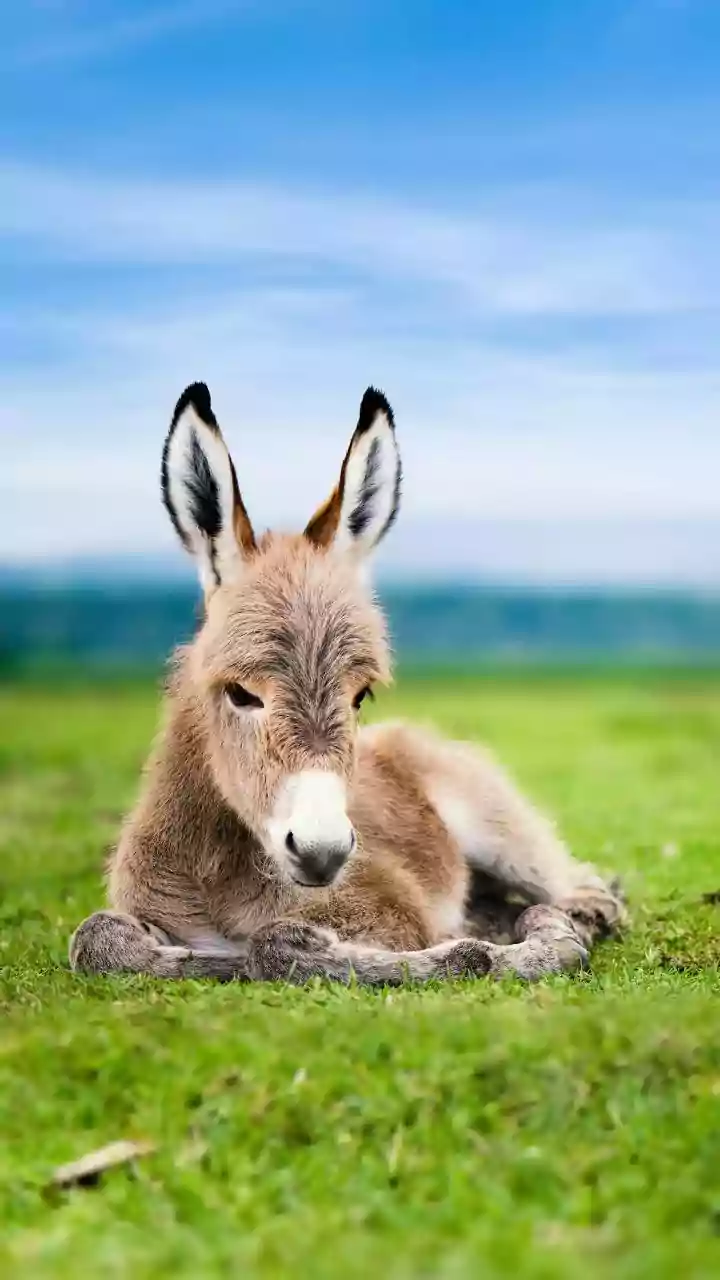 Beyond the Stubborn Myth: Unveiling the Astonishing World of Donkeys
