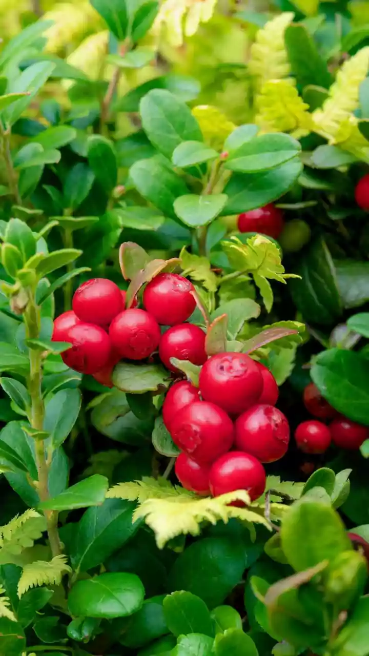 Vaccinium piliferum rediscovered after about 190 years (1st recorded in 1836) in Arunachal Pradesh