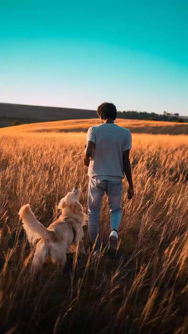 Cães obedecem melhor quando os tutores estão felizes; entenda