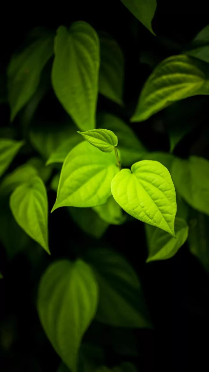 7 Health Benefits of Betel Leaves: A Natural Wellness Guide