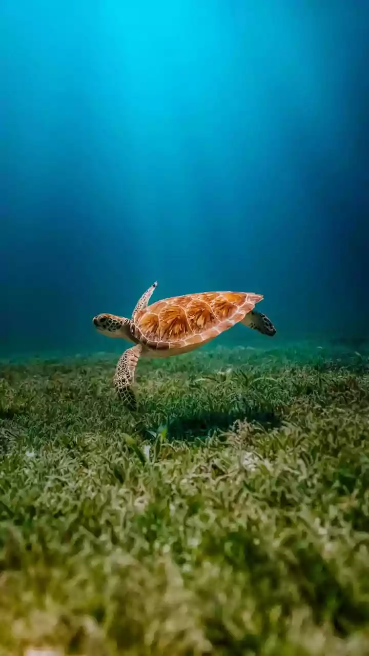 Odisha's Coast Offers New Clues About Animal Navigation