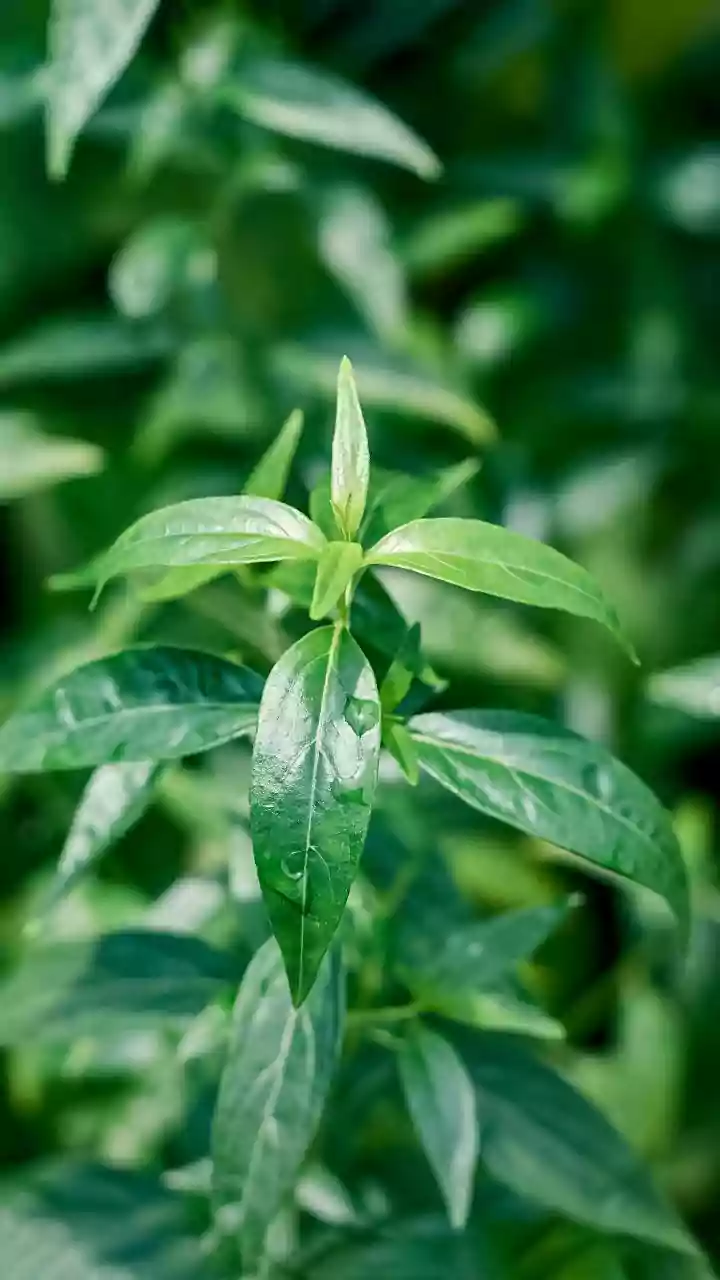 Why you should know about waterleaf