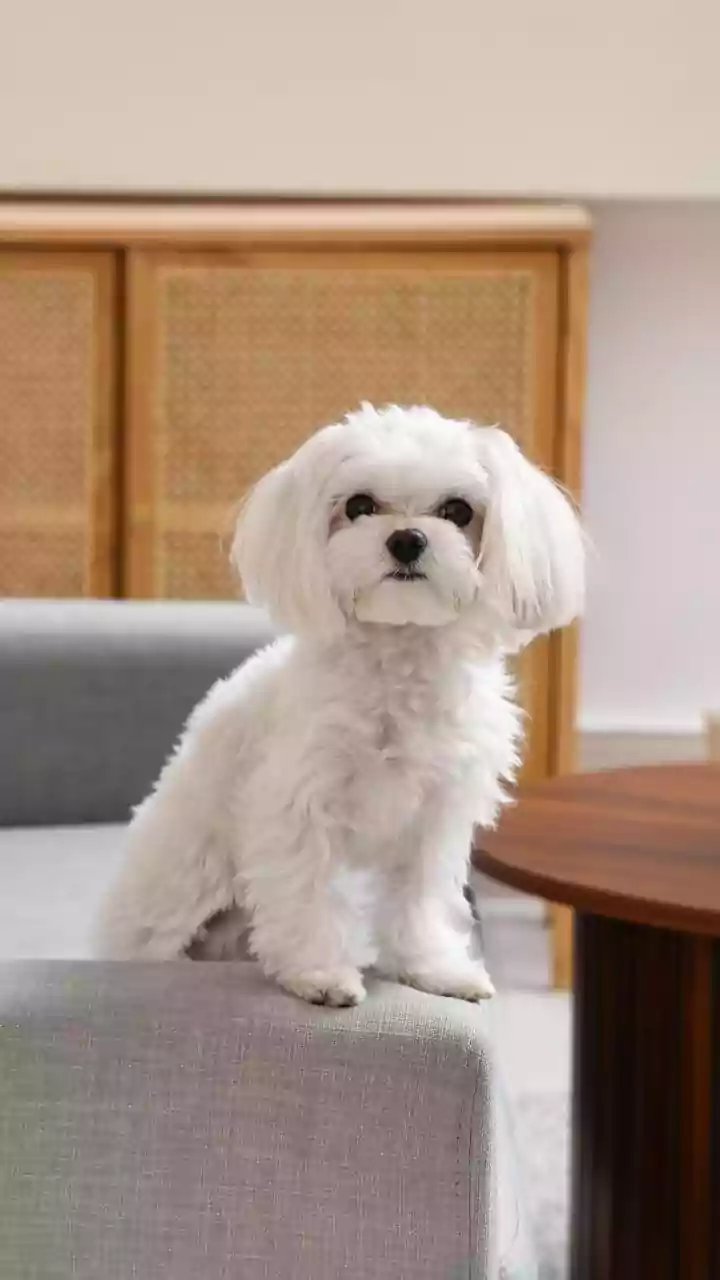 Pet Parents Need Decor That Actually Survives