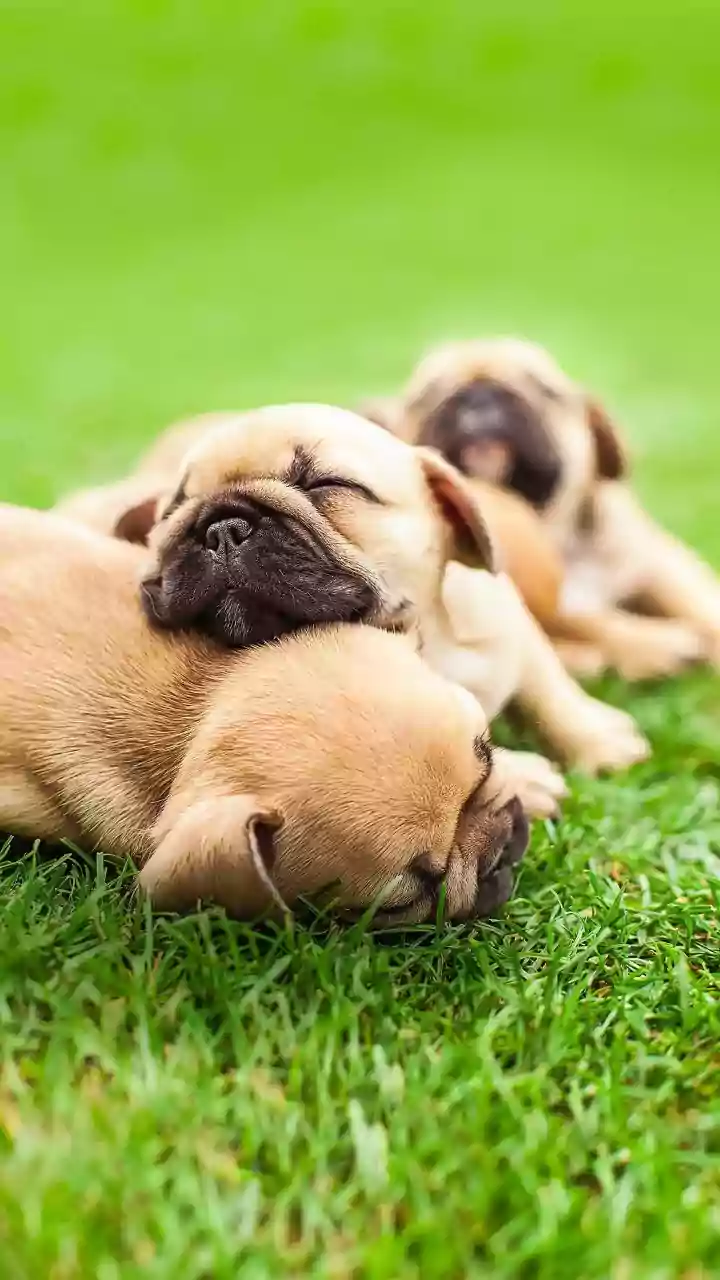 Man beats dog, more than 12 of its puppies to death in UP's Basti, arrested